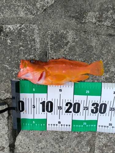 アカハタの釣果