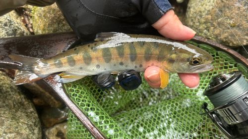 ヤマメの釣果