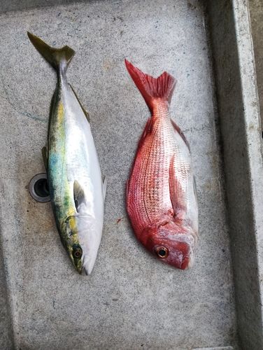 ハマチの釣果