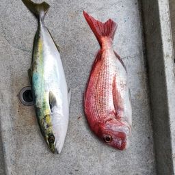 ハマチ