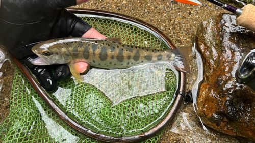 ヤマメの釣果