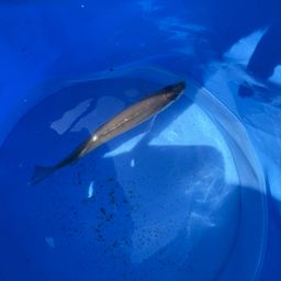 シロギス
