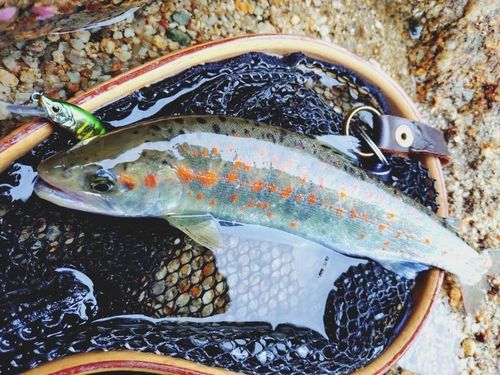 アマゴの釣果