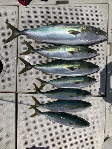 メジの釣果