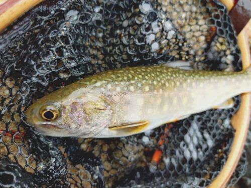 ニッコウイワナの釣果