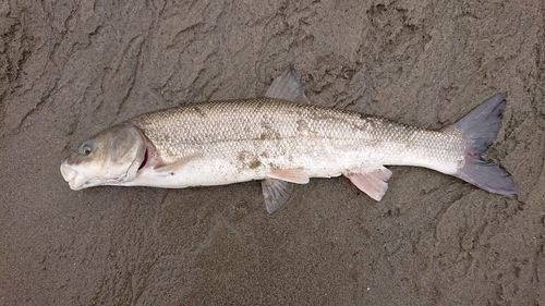 マルタウグイの釣果