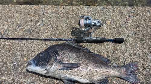 チヌの釣果