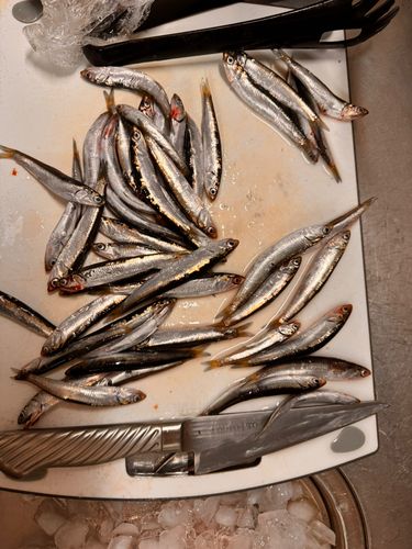 カタクチイワシの釣果