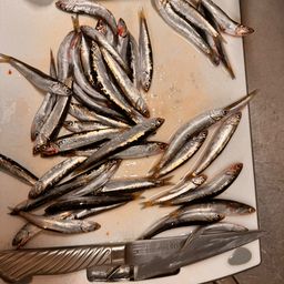 カタクチイワシ