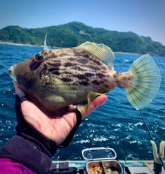 カワハギの釣果