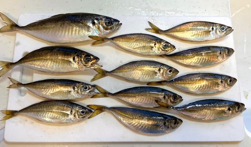 アジの釣果