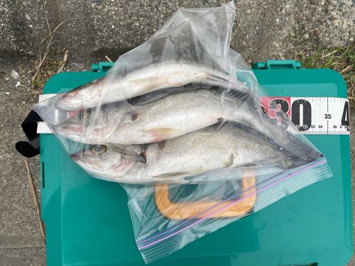 セイゴ（マルスズキ）の釣果