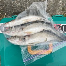 セイゴ（マルスズキ）