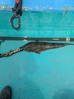 マゴチの釣果