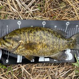 スモールマウスバス