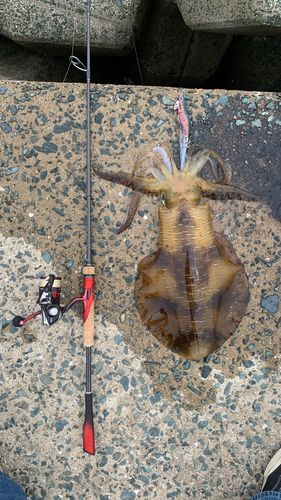 アオリイカの釣果