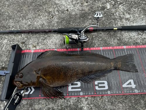 アイナメの釣果