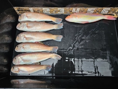 シロアマダイの釣果