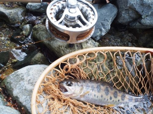 ヤマメの釣果