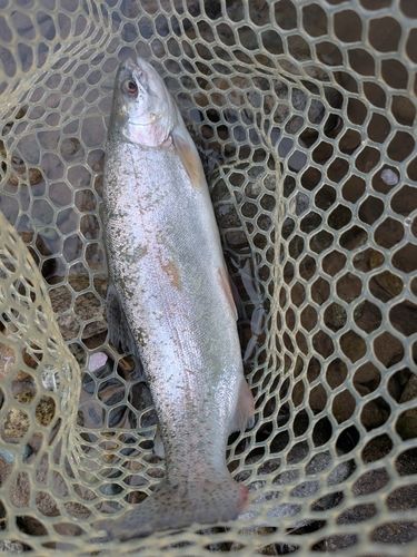 ニジマスの釣果