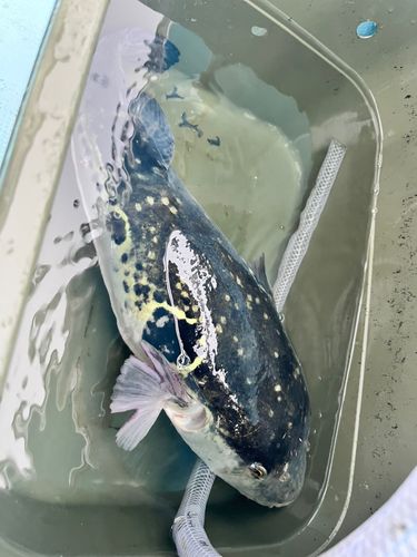 トラフグの釣果