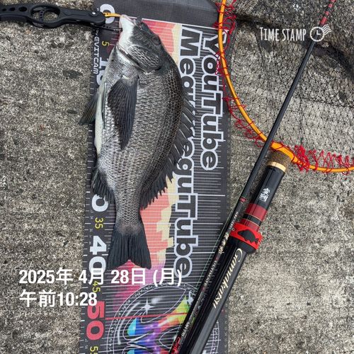 チヌの釣果