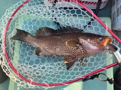 オオモンハタの釣果