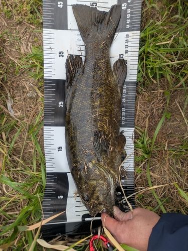 スモールマウスバスの釣果