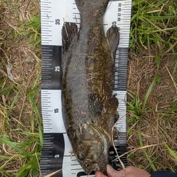 スモールマウスバス