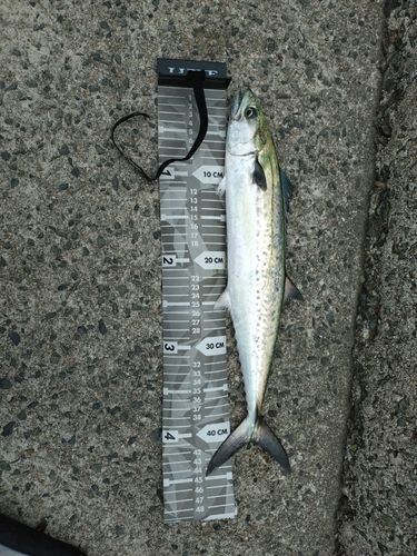 サゴシの釣果