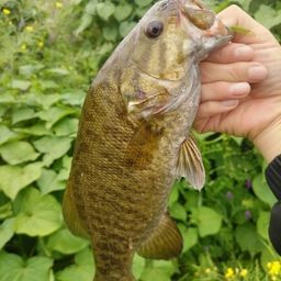 スモールマウスバス