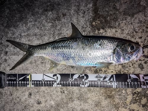 ターポンの釣果