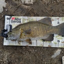 スモールマウスバス