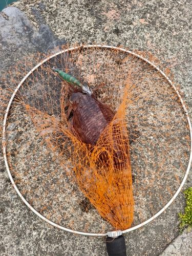 コウイカの釣果