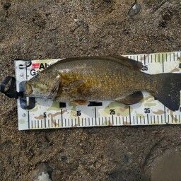 スモールマウスバス