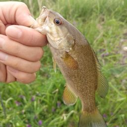 スモールマウスバス