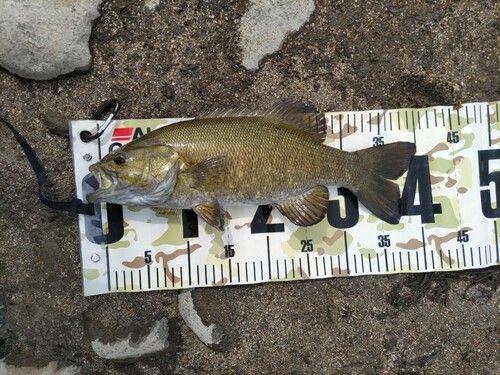 スモールマウスバスの釣果