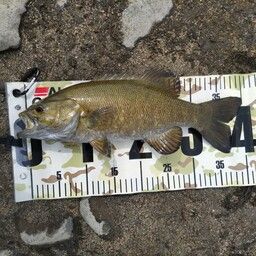 スモールマウスバス