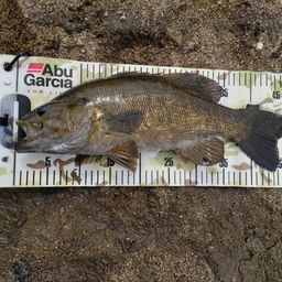 スモールマウスバス