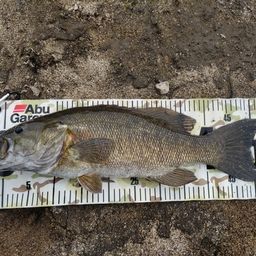 スモールマウスバス