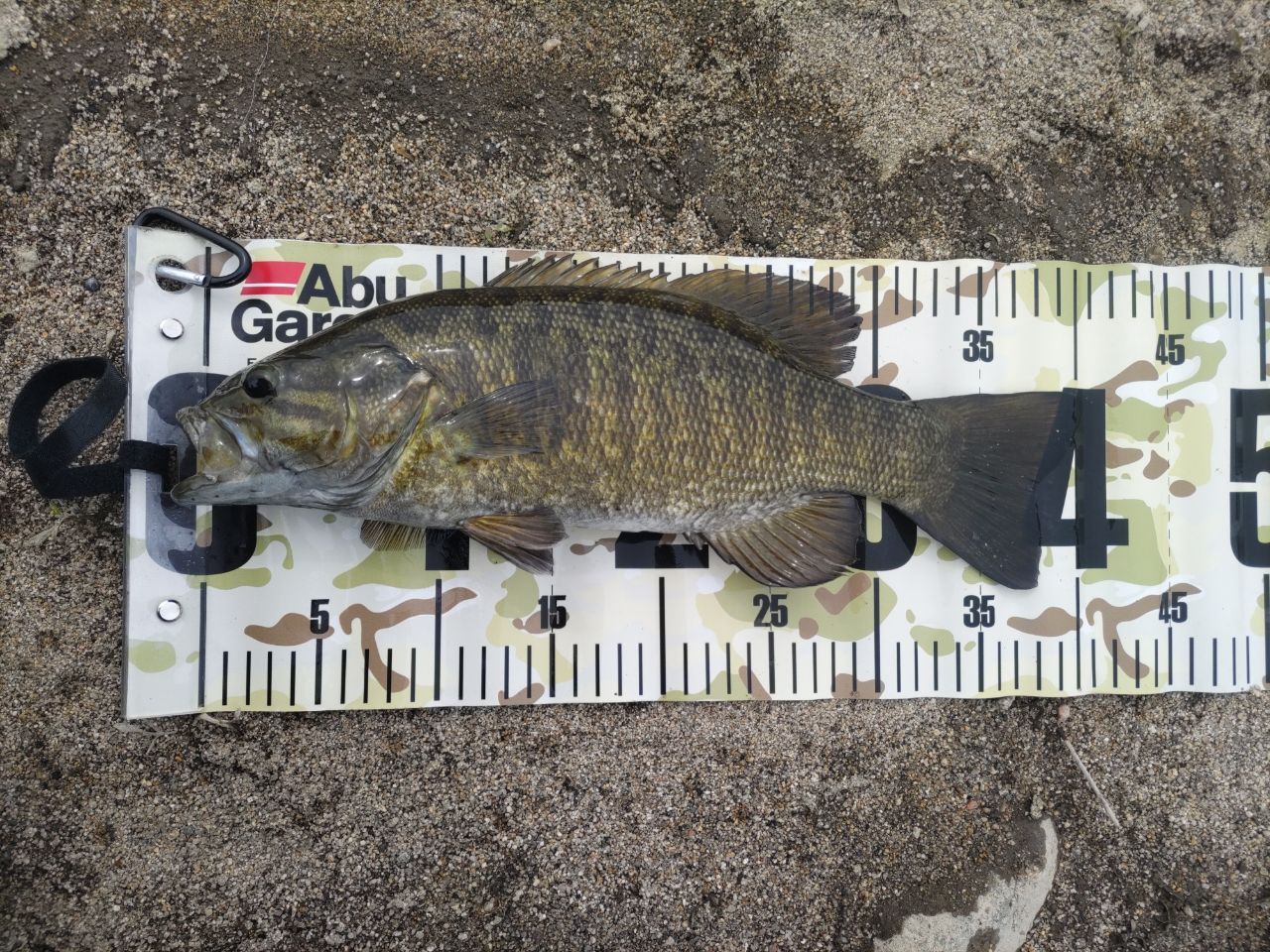 スモールマウスバス