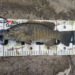 スモールマウスバス