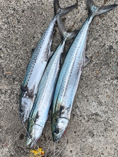 サゴシの釣果