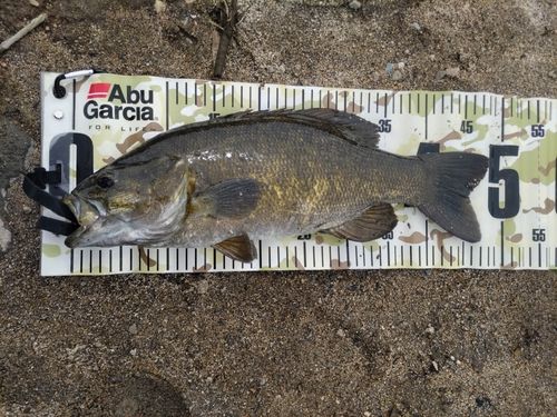 スモールマウスバスの釣果