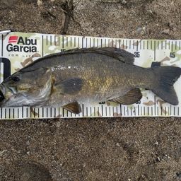 スモールマウスバス