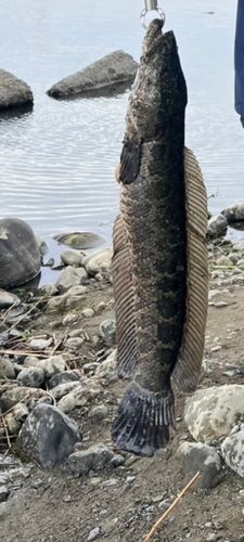 ライギョの釣果