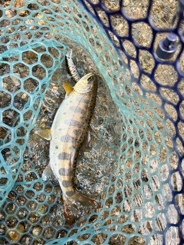 アマゴの釣果
