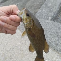 スモールマウスバス