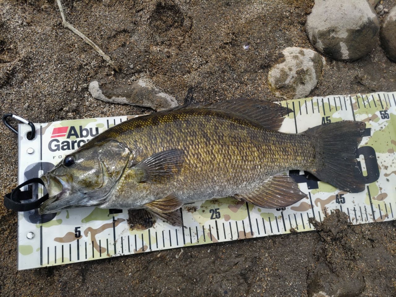 スモールマウスバス