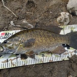 スモールマウスバス